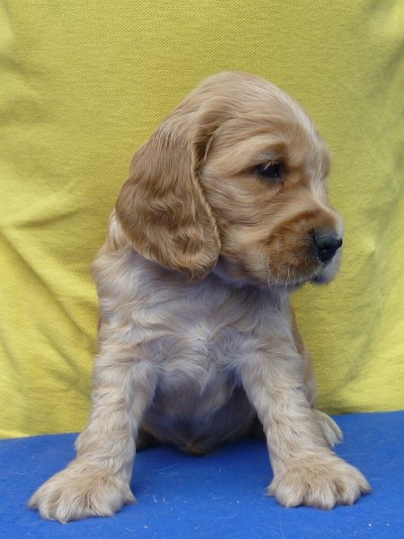 13. Gino pod Ořechem-žlutá.JPG